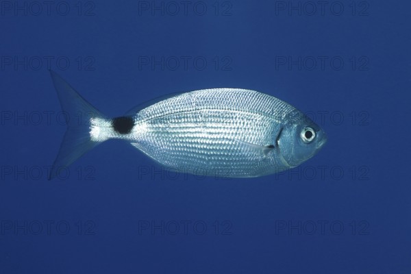 A single sea bream (Oblada melanura) floats in the blue waters of the Mediterranean Sea near Hyères. Dive site marine reserve Port Cros, Côte d'Azur, France