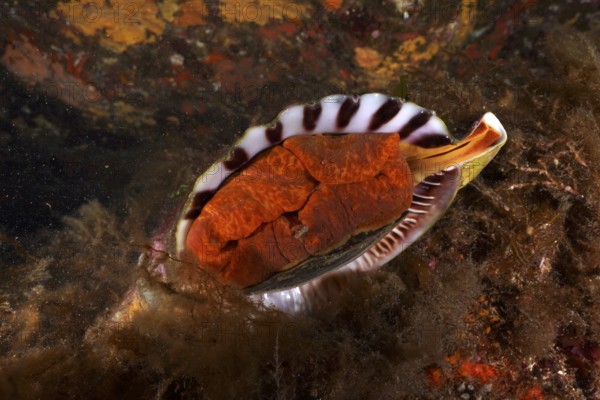 Triton horn (Charonia lampas lampas) in the Mediterranean Sea near Hyères, dive site Giens Peninsula, Provence Alpes Côte d'Azur, France