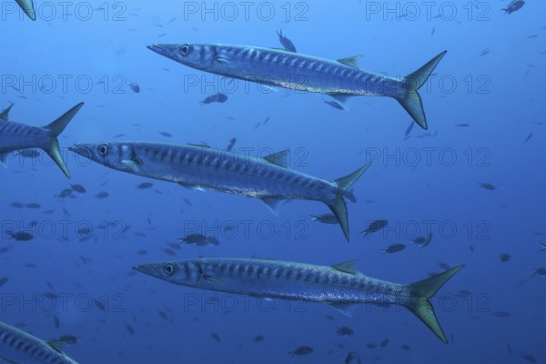 Several barracudas (Sphyraena sphyraena) swimming in the blue underwater world in the Mediterranean Sea near Hyères, dive site peninsula Giens, Provence Alpes Côte d'Azur, France