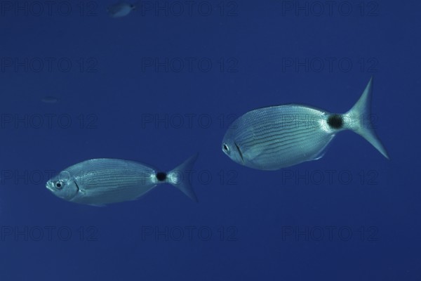 Two sea bream (Oblada melanura) swimming in clear blue water in the Mediterranean Sea near Hyères. Dive site marine reserve Port Cros, Côte d'Azur, France