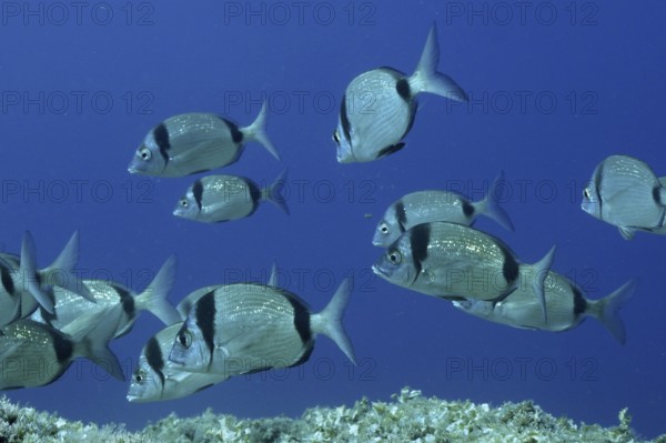 A shoal of silver two-banded seabream (Diplodus vulgaris) swimming in clear blue water in the Mediterranean Sea near Hyères, Giens Peninsula dive site, Provence Alpes Côte d'Azur, France