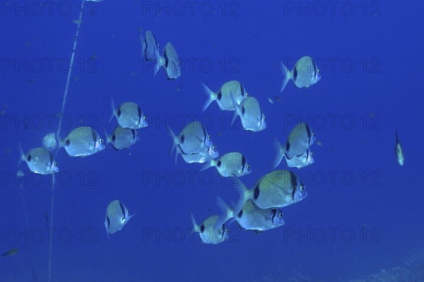 A shoal of two-banded seabream (Diplodus vulgaris) shows movement and harmony in the deep blue Mediterranean Sea near Hyères, Giens Peninsula dive site, Provence Alpes Côte d'Azur, France