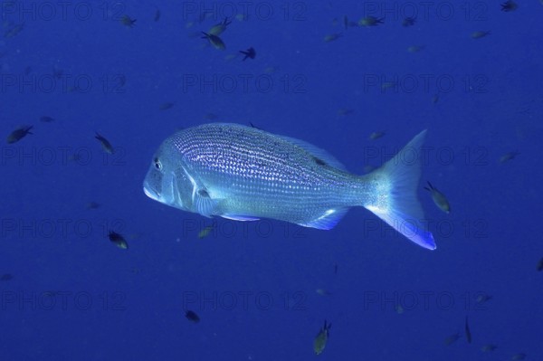 A single fish, dentex (Dentex dentex), swimming in the wide, blue Mediterranean Sea near Hyères, dive site peninsula Giens, Provence Alpes Côte d'Azur, France