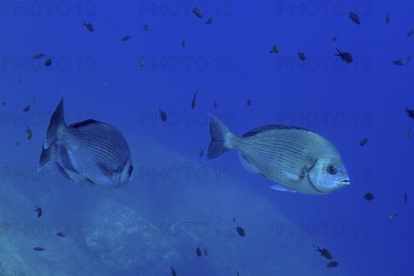 Two striped bream (Spondyliosoma cantharus) roam the azure blue sea water in the Mediterranean near Hyères. Dive site marine reserve Port Cros, Côte d'Azur, France