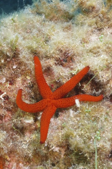 A red starfish (Echinaster sepositus) lies on an algae-covered seabed in the Mediterranean Sea near Hyères, Giens Peninsula dive site, Provence Alpes Côte d'Azur, France