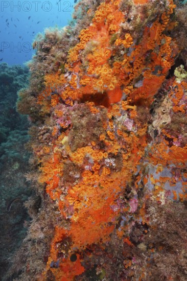Densely overgrown rock face with bright orange corals, Yellow cluster anemone (Parazoanthus axinellae), and various marine life in the Mediterranean Sea near Hyères, dive site Giens Peninsula, Provence Alpes Côte d'Azur, France