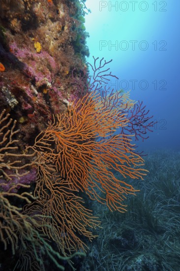 Large orange fan coral, yellow gorgonian (Eunicella cavolinii), in front of a blue sea panorama with seagrass in the Mediterranean Sea near Hyères, dive site Peninsula Giens, Provence Alpes Côte d'Azur, France