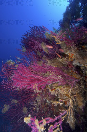 Colourful Violescent sea-whips (Paramuricea clavata) stretch out towards the deep blue waters of the Mediterranean near Hyères. Dive site marine reserve Port Cros, Côte d'Azur, France