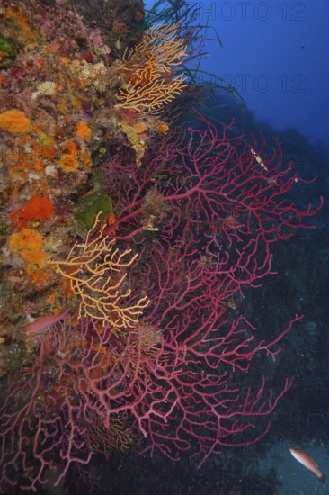Red Violescent sea-whips (Paramuricea clavata) and yellow gorgonians (Eunicella cavolinii) cover an underwater rock face in the Mediterranean Sea near Hyères, dive site Giens Peninsula, Provence Alpes Côte d'Azur, France