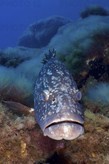 A Dusky Grouper (Epinephelus marginatus) (Mycteroperca marginatus) looks curiously at the camera, surrounded by marine plants in the Mediterranean Sea near Hyères. Dive site marine reserve Port Cros, Côte d'Azur, France