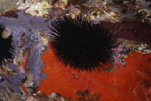 A black sea urchin (Arbacia lixula) on colourful sea sponges and rocks in the Mediterranean Sea near Hyères, dive site Giens Peninsula, Provence Alpes Côte d'Azur, France