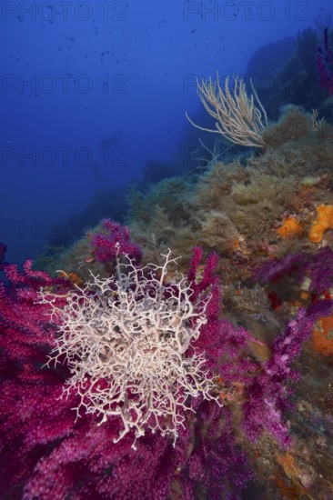 Mediterranean Gorgon Head (Astrospartus mediterraneus) on Violescent sea-whip (Paramuricea clavata) in a blue, calm underwater landscape in the Mediterranean Sea near Hyères, dive site Peninsula Giens, Provence Alpes Côte d'Azur, France