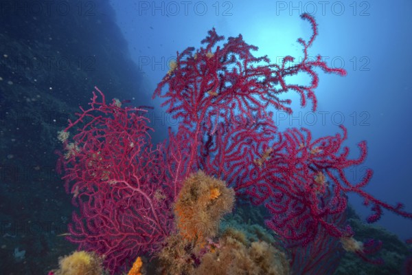 Colourful Violescent sea-whip (Paramuricea clavata) in the blue water of the Mediterranean Sea near Hyères, dive site Giens Peninsula, Provence Alpes Côte d'Azur, France