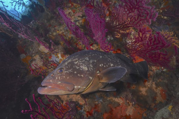 A Dusky Grouper (Epinephelus marginatus) (Mycteroperca marginatus) swims close to shining corals in the Mediterranean Sea near Hyères. Dive site marine reserve Port Cros, Côte d'Azur, France