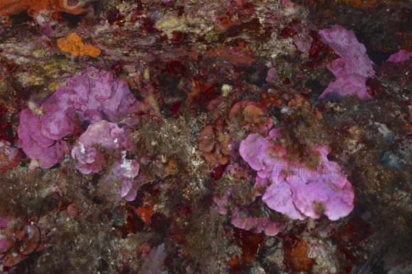 Spreading stone leaf (Mesophyllum expansum) on a rocky underground under water in the Mediterranean Sea near Hyères, dive site peninsula Giens, Provence Alpes Côte d'Azur, France