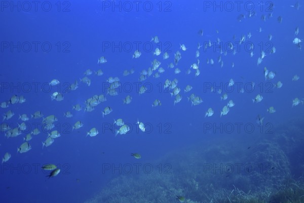 A school of two-banded seabream (Diplodus vulgaris) swimming in the open sea, surrounded by the blue expanse of the Mediterranean Sea near Hyères, Giens Peninsula dive site, Provence Alpes Côte d'Azur, France