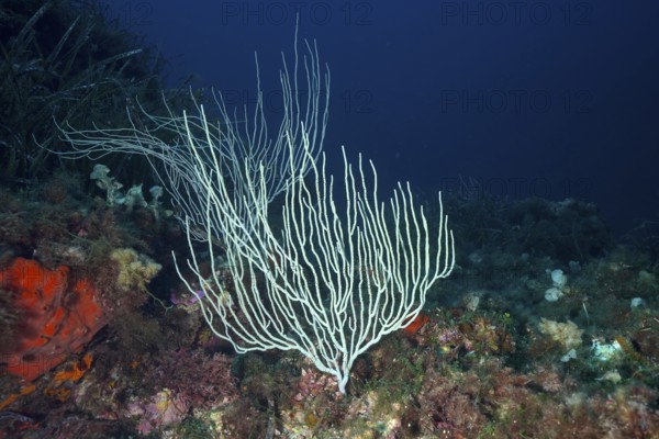 White gorgonians (Eunicella singularis) stand out against dark, deep water in the Mediterranean Sea near Hyères, dive site Giens Peninsula, Provence Alpes Côte d'Azur, France