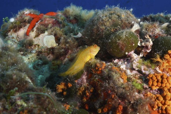 A small yellow fish, Ringneck blenny (Parablennius pilicornis), rests between colourful corals in the Mediterranean Sea near Hyères, dive site Giens Peninsula, Provence Alpes Côte d'Azur, France