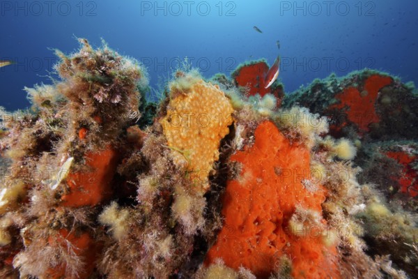 Orange upholstery sponge (Reniera fulva) on the seabed in the Mediterranean Sea near Hyères, dive site Giens Peninsula, Provence Alpes Côte d'Azur, France
