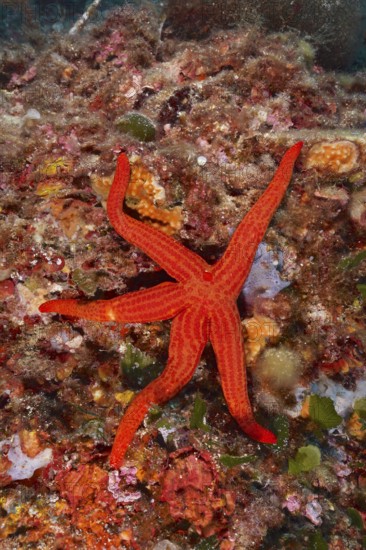 A bright orange starfish, Orange starfish (Hacelia attenuata), on a colourful seabed in the Mediterranean Sea near Hyères, dive site Peninsula Giens, Provence Alpes Côte d'Azur, France