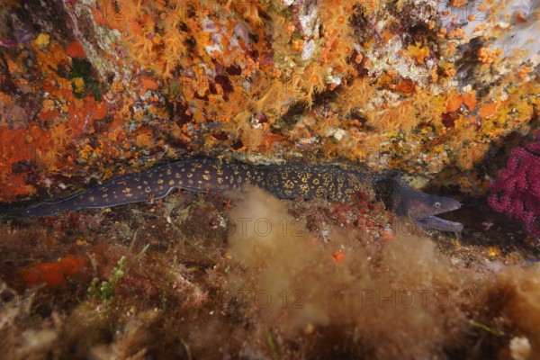 Mediterranean moray eel (Muraena helena) lies hidden among colourful corals in the Mediterranean Sea near Hyères, dive site Peninsula Giens, Provence Alpes Côte d'Azur, France