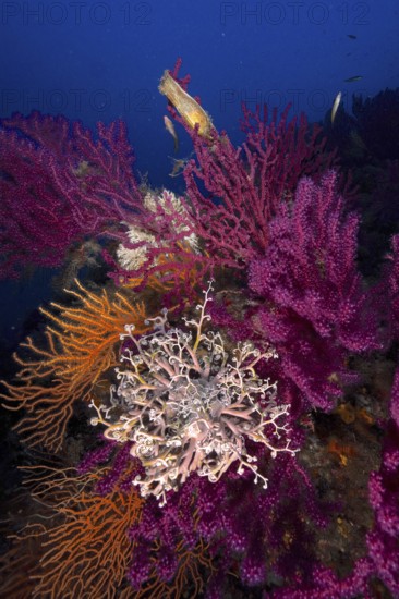 A blaze of colour in the Mediterranean: Violescent sea-whip (Paramuricea clavata) with open polyps, yellow gorgonian (Eunicella cavolinii) and Mediterranean gorgonian head (Astrospartus mediterraneus) in the Mediterranean near Hyères. Dive site Giens Peninsula, Côte dAzur, France