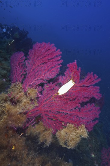 Egg capsule of large spotted catshark (Scyliorhinus stellaris) on Violescent sea-whip (Paramuricea clavata) in the Mediterranean Sea near Hyères. Dive site marine reserve Port Cros, Côte d'Azur, France
