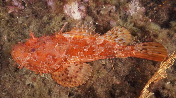 A red scorpionfish (Scorpaena scrofa) resting on the seabed in the Mediterranean Sea near Hyères, Giens Peninsula dive site, Provence Alpes Côte d'Azur, France