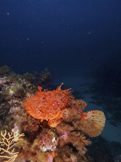 A red scorpionfish (Scorpaena scrofa) resting on a reef in front of a dark sea background in the Mediterranean Sea near Hyères, dive site Giens Peninsula, Provence Alpes Côte d'Azur, France