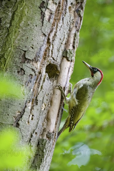 Teutoburg Forest, Lower Saxony, Germany, Green woodpecker (Picus viridis) with red head climbing on tree trunk in green forest, woodpecker cavity visible