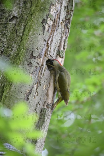 Teutoburg Forest, Lower Saxony, Germany, Green woodpecker (Picus viridis) looking into its nesting cavity Woodpecker cavity in a tree trunk in a dense green forest