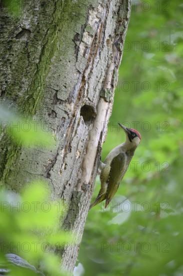 Teutoburg Forest, Lower Saxony, Germany, Green woodpecker (Picus viridis) with red head attentively observing the surroundings on the tree trunk near its woodpecker's nest