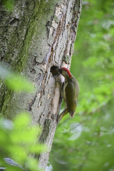 Teutoburg Forest, Lower Saxony, Germany, Green woodpecker (Picus viridis) with red head examining a hole in a tree trunk in the forest