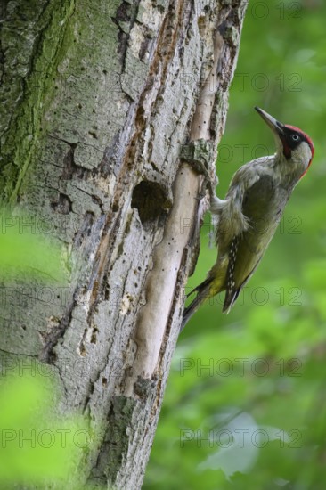 Teutoburg Forest, Lower Saxony, Germany, Green woodpecker (Picus viridis) tapping energetically against the bark of a tree trunk in the forest near its woodpecker den