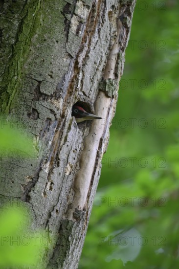 Teutoburg Forest, Lower Saxony, Germany, Green woodpecker (Picus viridis) with red head looks out of its woodpecker hole on a tree trunk, attentive in the forest