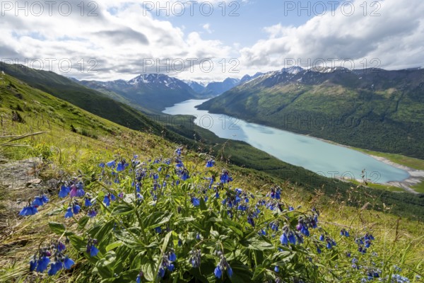 Blue flowers, view of blue lake and mountains on Twin Peaks Trail, Eklutna Lake, Chugach Mountains, Chugach State Park, Alaska, USA
