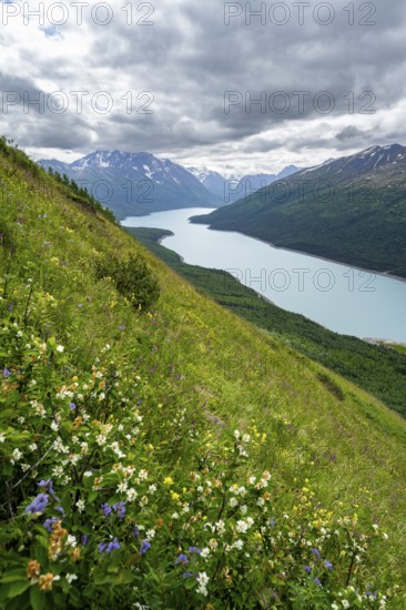 Flower meadow, view of blue lake and mountains on Twin Peaks Trail, Eklutna Lake, Chugach Mountains, Chugach State Park, Alaska, USA