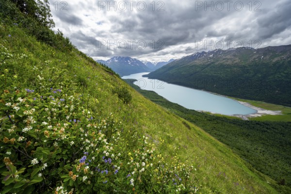 Flower meadow, view of blue lake and mountains on Twin Peaks Trail, Eklutna Lake, Chugach Mountains, Chugach State Park, Alaska, USA