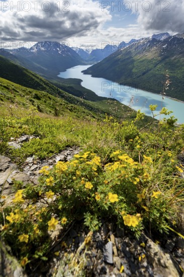 Yellow flowers, view of blue lake and mountains on Twin Peaks Trail, Eklutna Lake, Chugach Mountains, Chugach State Park, Alaska, USA