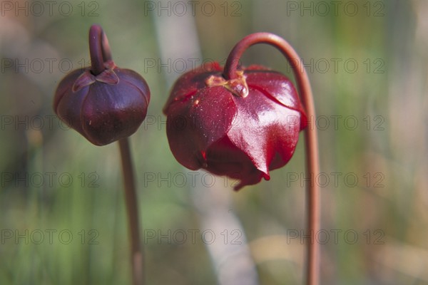 Pitcher plant (Sarracenia pupurea), Marksborow New Jersey, USA