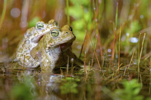 Two green toads (Bufo calamita) are in the water, in mating position, surrounded by tall vegetation in their spawning biotope, Dümmer nature park Park, Lower Saxony, Germany
