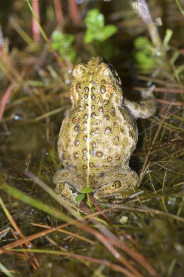 Rear view of a natterjack toad (Bufo calamita) in the grass, sitting well camouflaged in the damp ground, Dümmer nature park Park, Lower Saxony, Germany