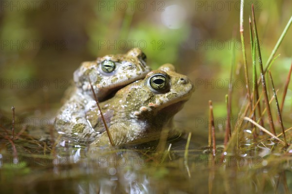 Two natterjack toads (Bufo calamita) mating in the water, surrounded by grasses and plants, in a natural pond, Dümmer nature park Park, Lower Saxony, Germany