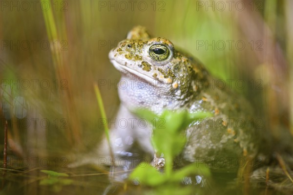 A natterjack toad (Bufo calamita) sits slowly in shallow water, surrounded by plants, Dümmer nature park Park, Lower Saxony, Germany