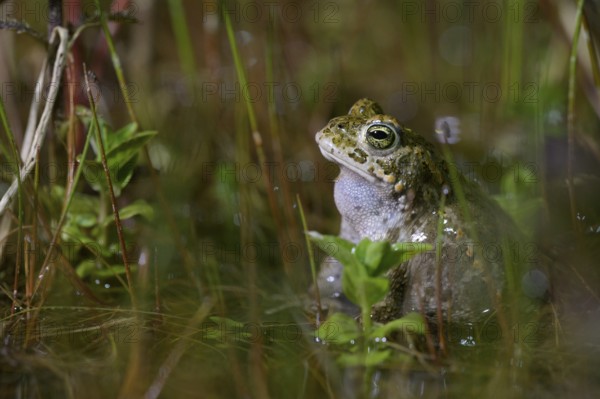 A natterjack toad (Bufo calamita) sits quietly in the water, surrounded by various plants, Dümmer nature park Park, Lower Saxony, Germany