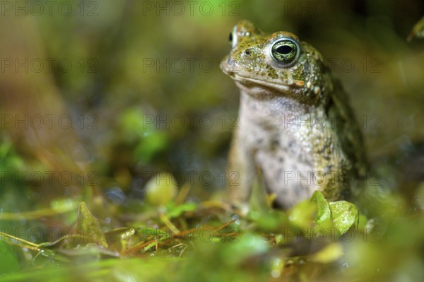 A natterjack toad (Bufo calamita) sits attentively on damp ground surrounded by leaves, Dümmer nature park Park, Lower Saxony, Germany
