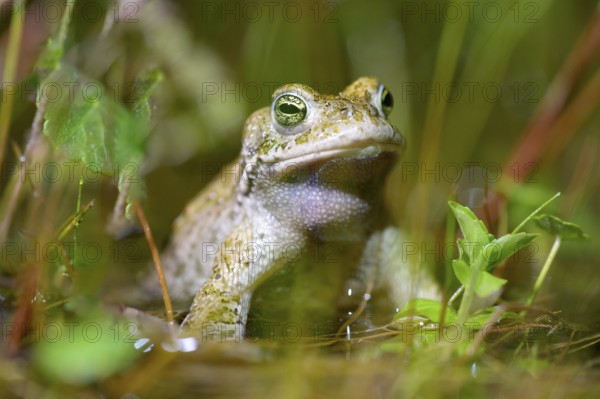 A natterjack toad (Bufo calamita) sits in the water surrounded by plants, creating a calming atmosphere, Dümmer nature park Park, Lower Saxony, Germany