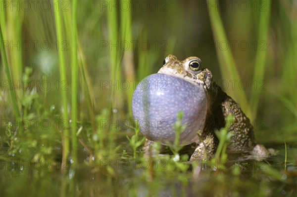 A natterjack toad (Bufo calamita), inflating its throat bladder, sits in the marshy water of its spawning biotope, Dümmer nature park Park, Lower Saxony, Germany