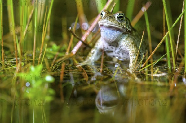 A natterjack toad (Bufo calamita) sits in the water in its spawning pool, surrounded by bulrushes (Juncus effusus), reflected in the clear pond, Dümmer nature park Park, Lower Saxony, Germany