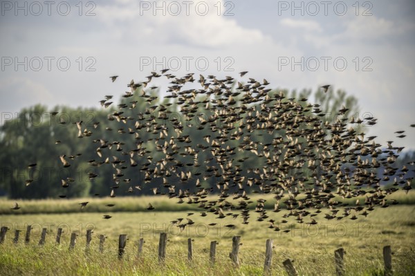 A large flock of starlings (Sturnus vulgaris) flies over a field in front of a cloudy landscape, Lower Saxony, Germany